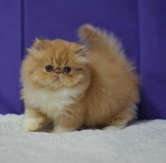 Create meme: Persian cat , The Persian kitten, Persian cat kitten