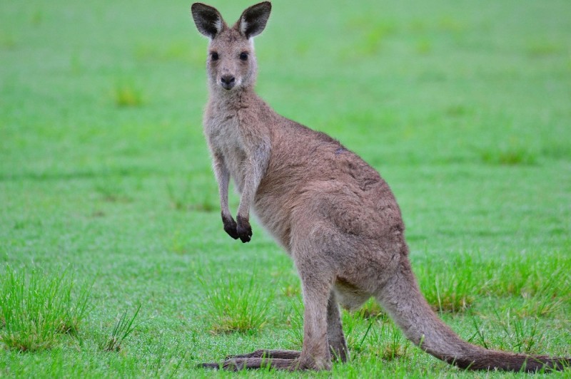 Create meme: kangaroo , kangaroos in australia, kangaroo animal