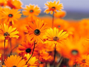 Create meme: nature, orange flowers background