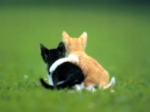 Создать мем: котик, открытка дружба, самые милые животные