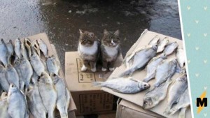 Создать мем: кот и много рыбы, кот рыбнадзор, рыбец рыба вяленая