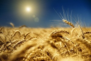 Создать мем: поле зерно, пшениця, пшеничное поле