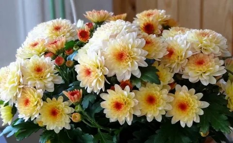 Create meme: chrysanthemum flower, chrysanthemum , chrysanthemums are homemade