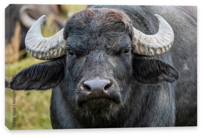 Создать мем: буйвол непал, африканский буйвол, buffalo