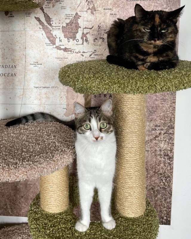 Create meme: scratching post, scratching post for a cat kotomaster tolvand 97cm, Scratching post cat