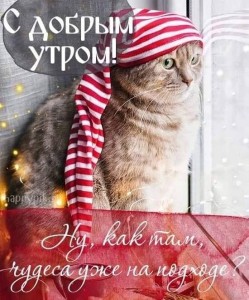 Создать мем: открытка милый котик, кошка, с первым днем зимы доброе утро