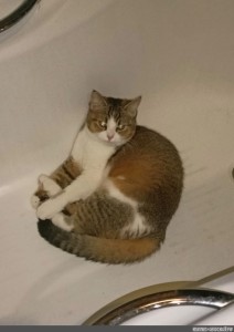 Создать мем: кот в раковине, кошка спряталась в ванной, кошки