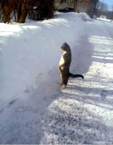 Создать мем: суровый кот, кот который, ну и где