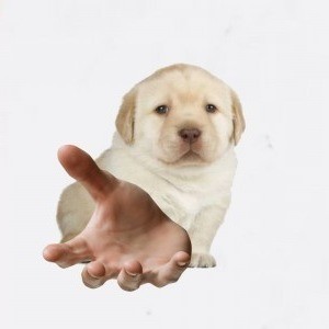 Create meme: labrador retriever puppy, dog meme Labrador, Labrador meme