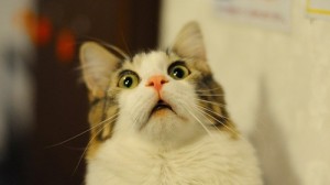 Create meme: The surprised cat