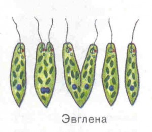 Создать мем: размножение эвглены зеленой, размножение эвглены, деление эвглены зеленой