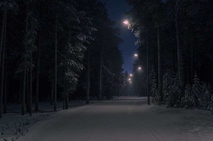 Create meme: night forest, winter night landscape, night winter forest