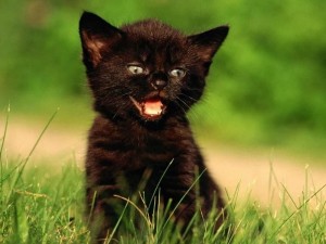 Create meme: animals cats, the cat is black, black cat