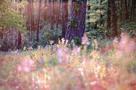 Create meme: morning in the forest, nature forest , A holiday in the forest