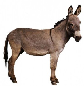 Create meme: donkey