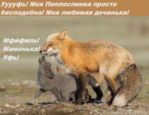 Create meme: meme two foxes, Fox home and Fox wild differences, the Fox and the hedgehog photo