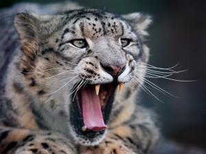 Create meme: IRBIS snow leopard, snow leopard, grin leopard