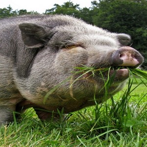 Создать мем: алтайская мясная порода свиней, хряк, порода свиней гемпшир