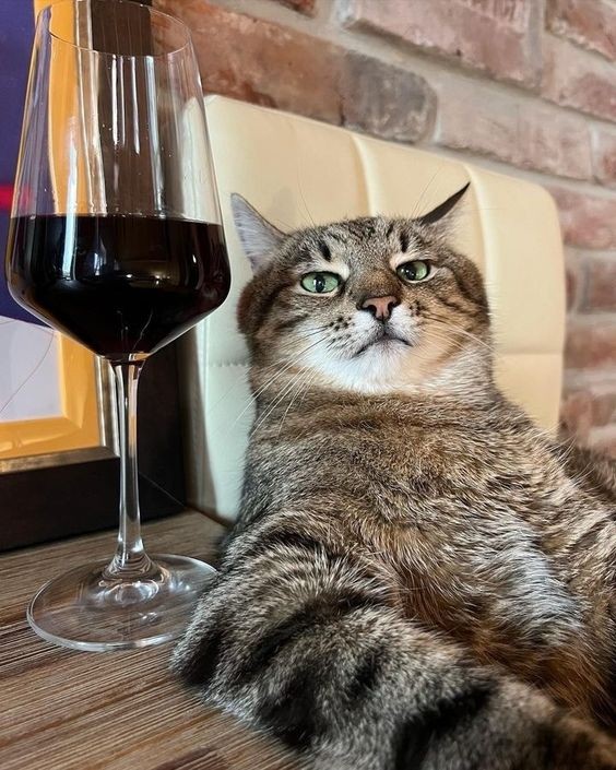 Create meme: cat with a glass of wine, cat with wine, cat with wine