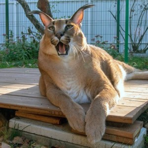 Create meme: Caracal