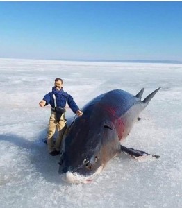 Создать мем: great white shark, акула, опасные акулы