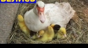 Create meme: Muscovy duck, goslings were