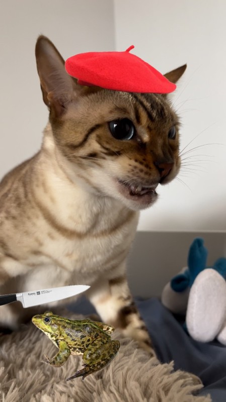 Create meme: the cat in the beret, cat-Bengal, Bengal cat