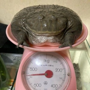 Create meme: frog water pot, the bull frog, the bull frog water pot
