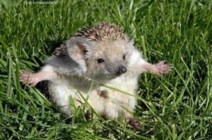 Create meme: strange hedgehog, hedgehog hedgehogs, the long-eared hedgehog funny