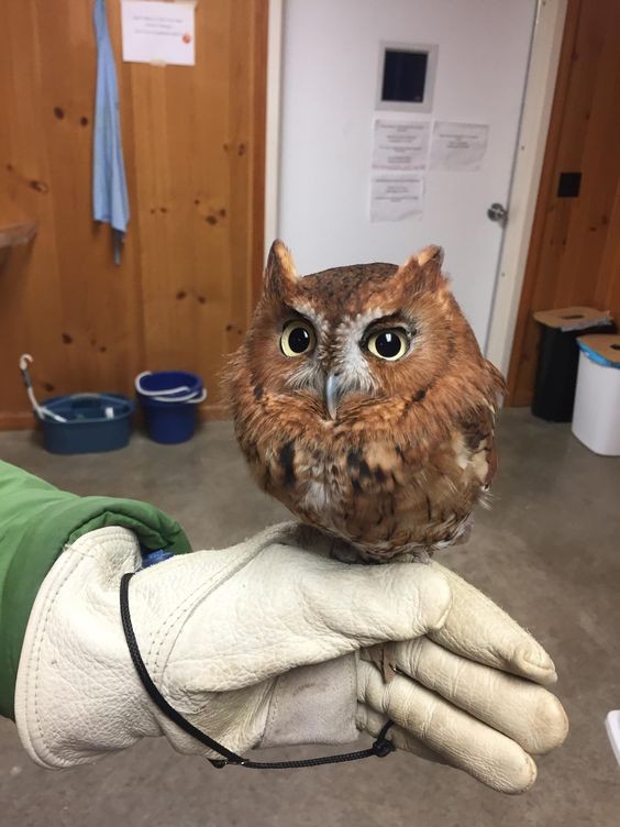 Создать мем: screech owl, сова сова, настоящие совы