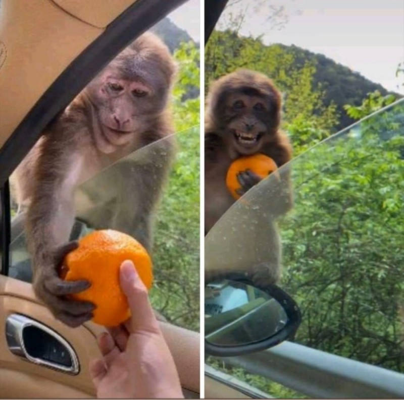 Create meme: monkey with orange, funny monkeys, monkey with orange