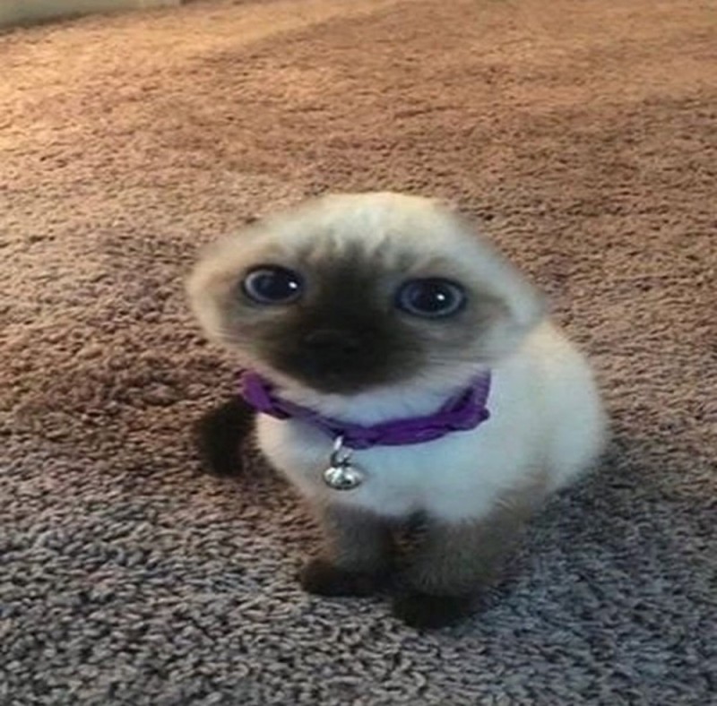 Create meme: goofy ahh cat, The Siamese cat is cute, cute cat meme