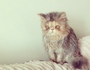 Создать мем: экзот, доброе утро не выспалась, персидская кошка