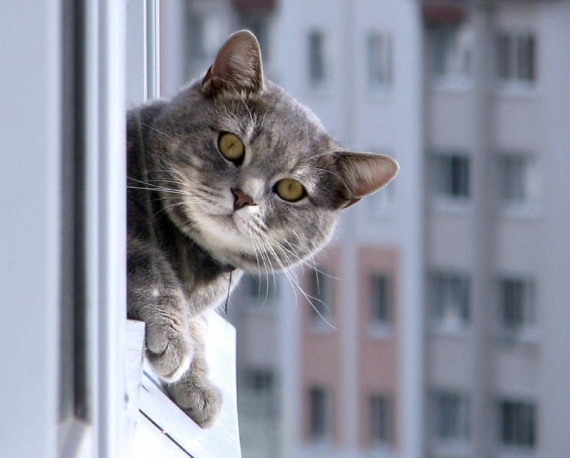 Create meme: cat on the balcony, cat , the cat in the window