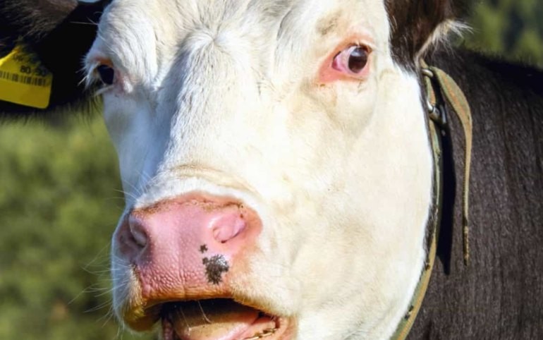 Create meme: cow's head, traces on the skin, muzzle cow