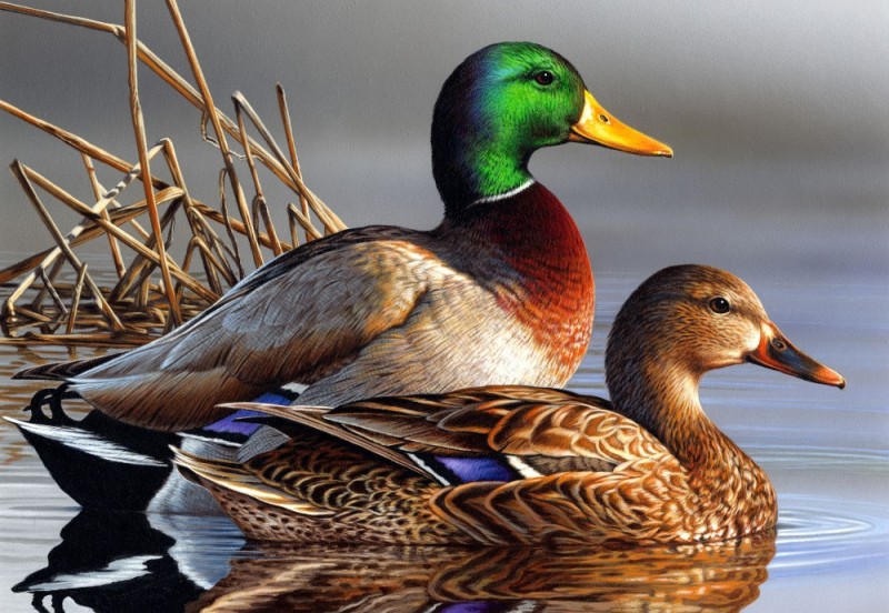 Create meme: duck , duck drake, duck breeds mallard