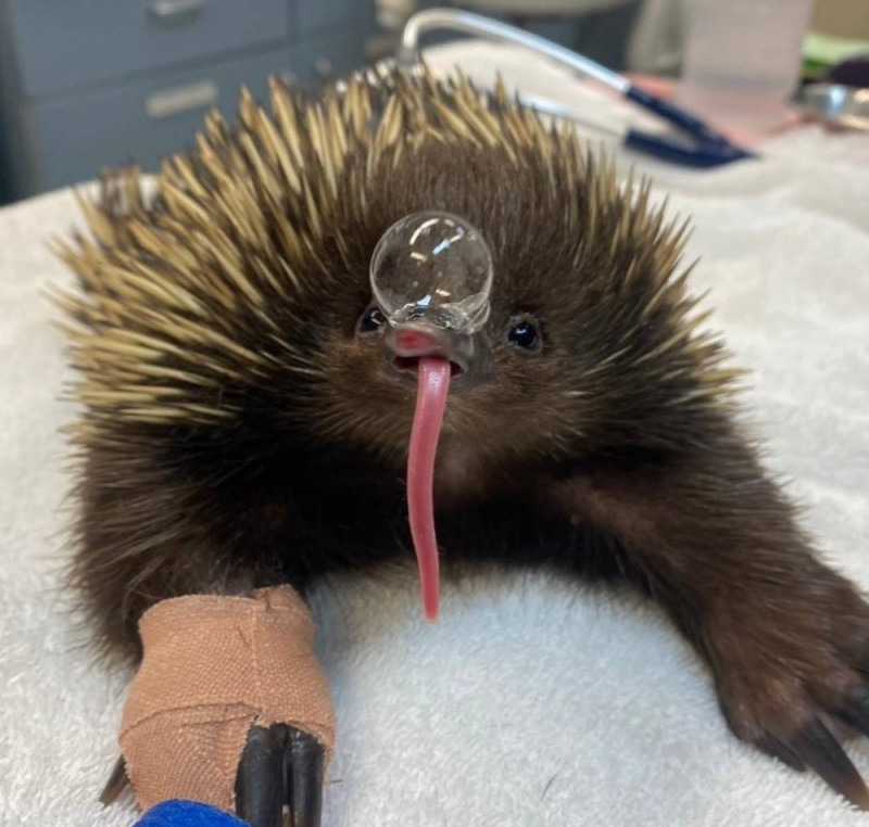 Create meme: echidna, Australian echidna, echidna is an animal