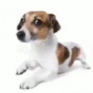 Create meme: Russell Terrier, dog Jack Russell Terrier