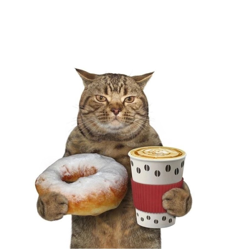 Create meme: cat coffee, the cat donut, cat 