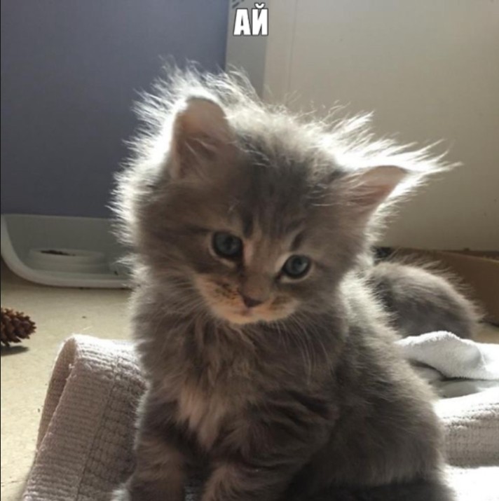 Create meme: cute kittens, very cute kittens , cats kittens