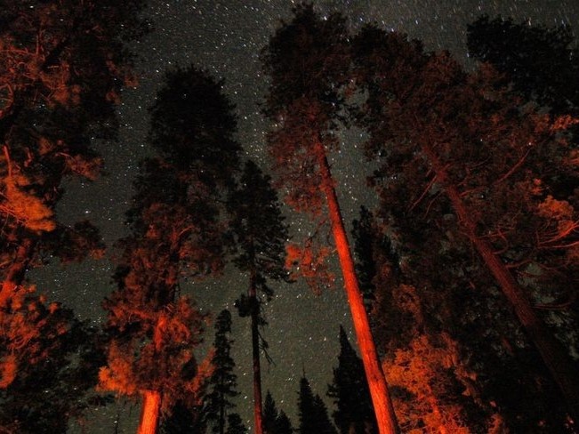 Create meme: the fire in the forest, bonfire in the forest at night, starry sky in the forest