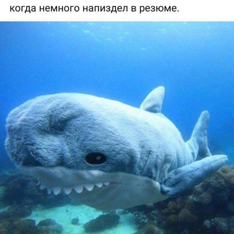 Create meme: big shark, the whale shark, shark 