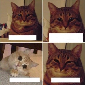 Create meme: cat