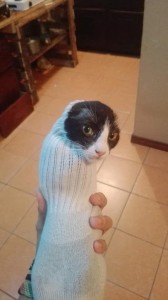 Create meme: cat in a sock, cat funny, cat humor