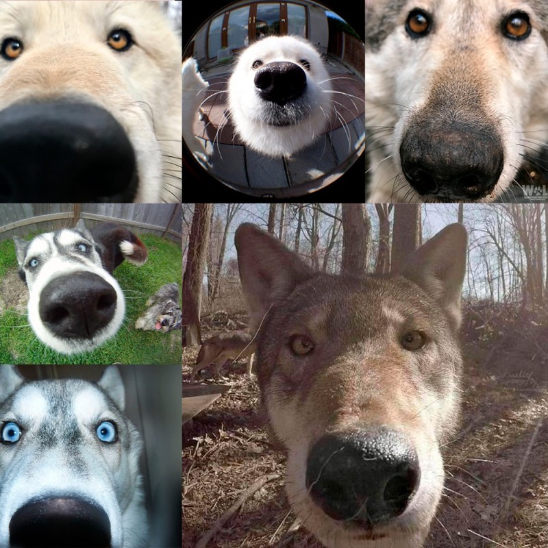 Создать мем: смешные морды животных, волк собака, нос волка