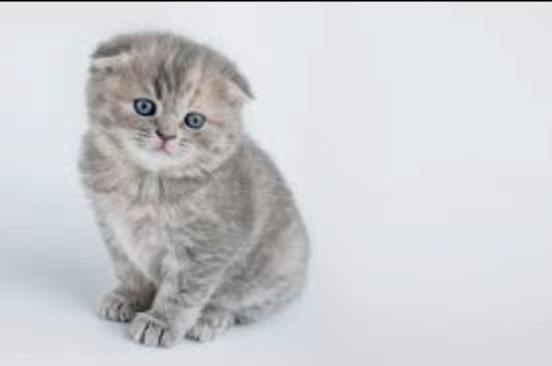 Create meme: Scottish fold , Scottish fold, lop - eared scottish cat