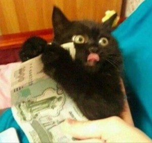 Create meme: cats, black cat with money, cats