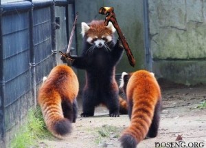 Create meme: baby animals, kawaii animals, red Panda