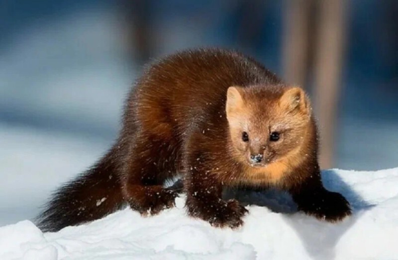 Create meme: the Barguzin sable, forest marten, Sable is an animal