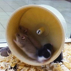 Create meme: hamster funny, hamster